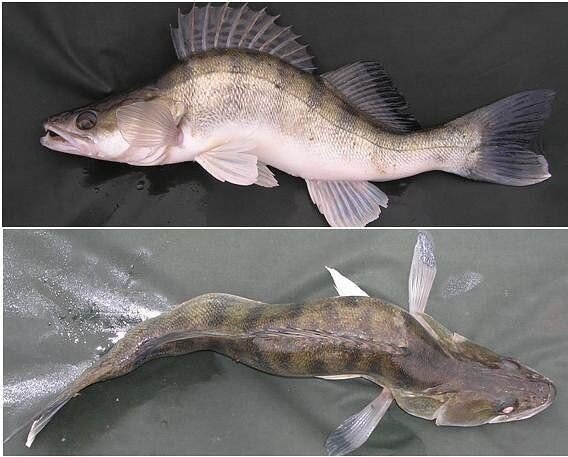 Как действует электрический ток на рыбу. Фото из открытых источников "Яндекс картинки"