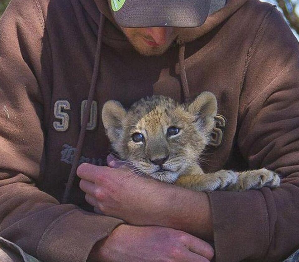 С грустных событий началась жизнь этой львицы – мама отказалась от неё
