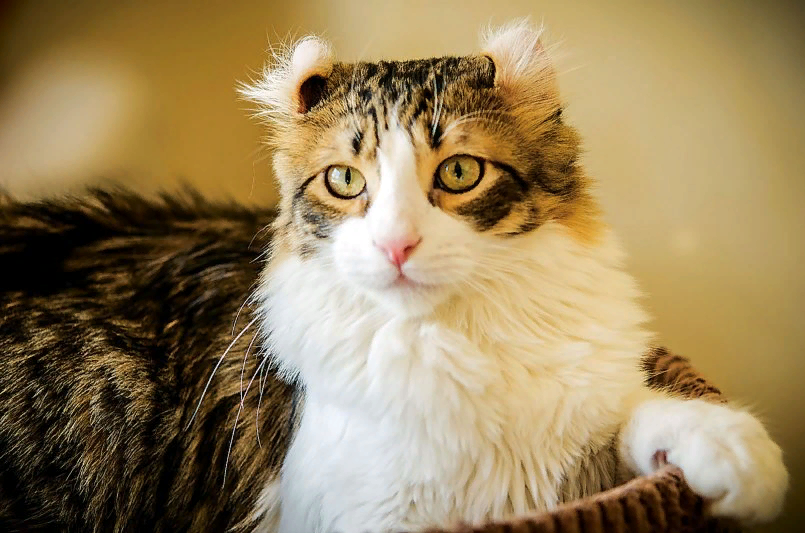 Что такое пятнистая масть у кошек?