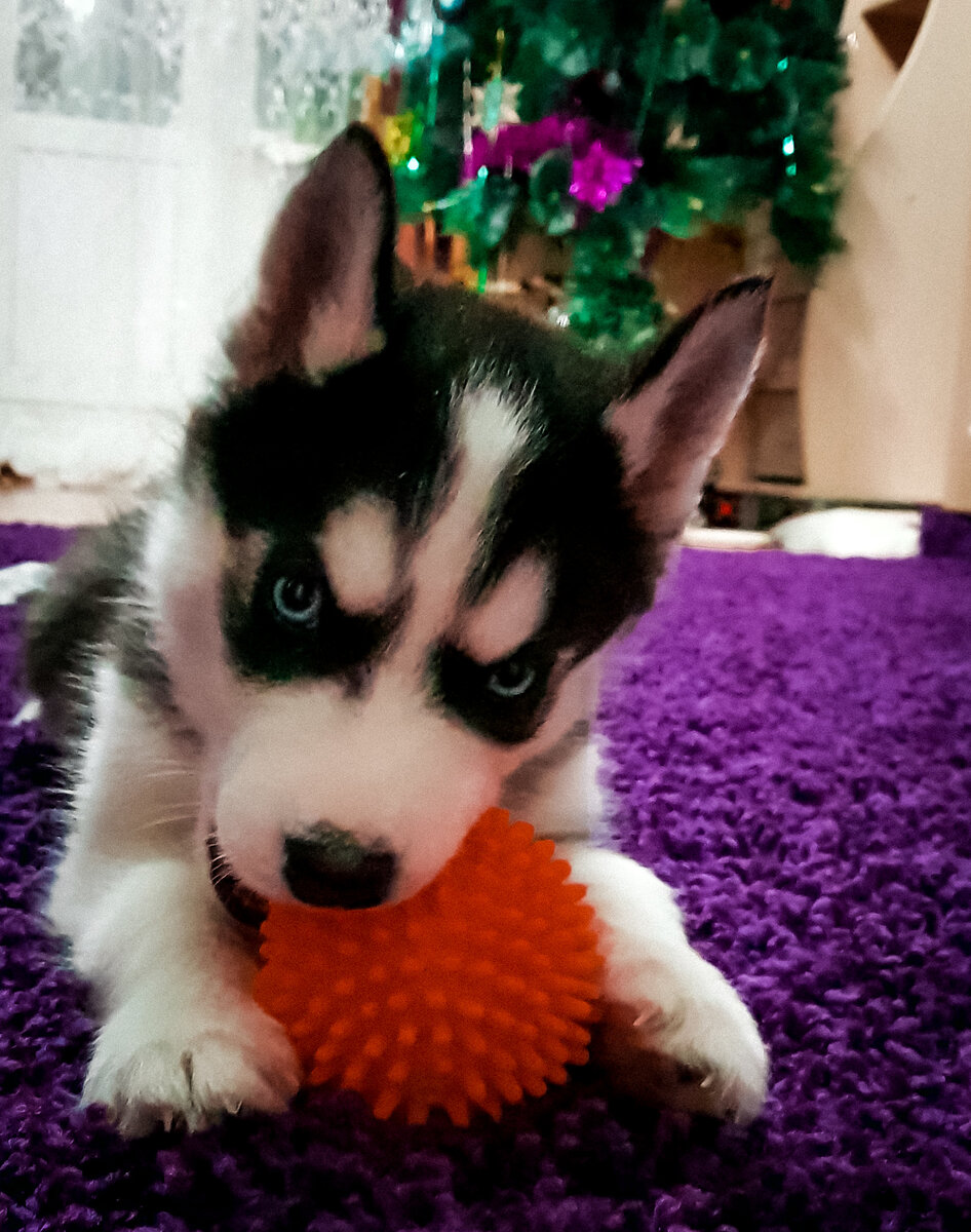 Первый день в семье