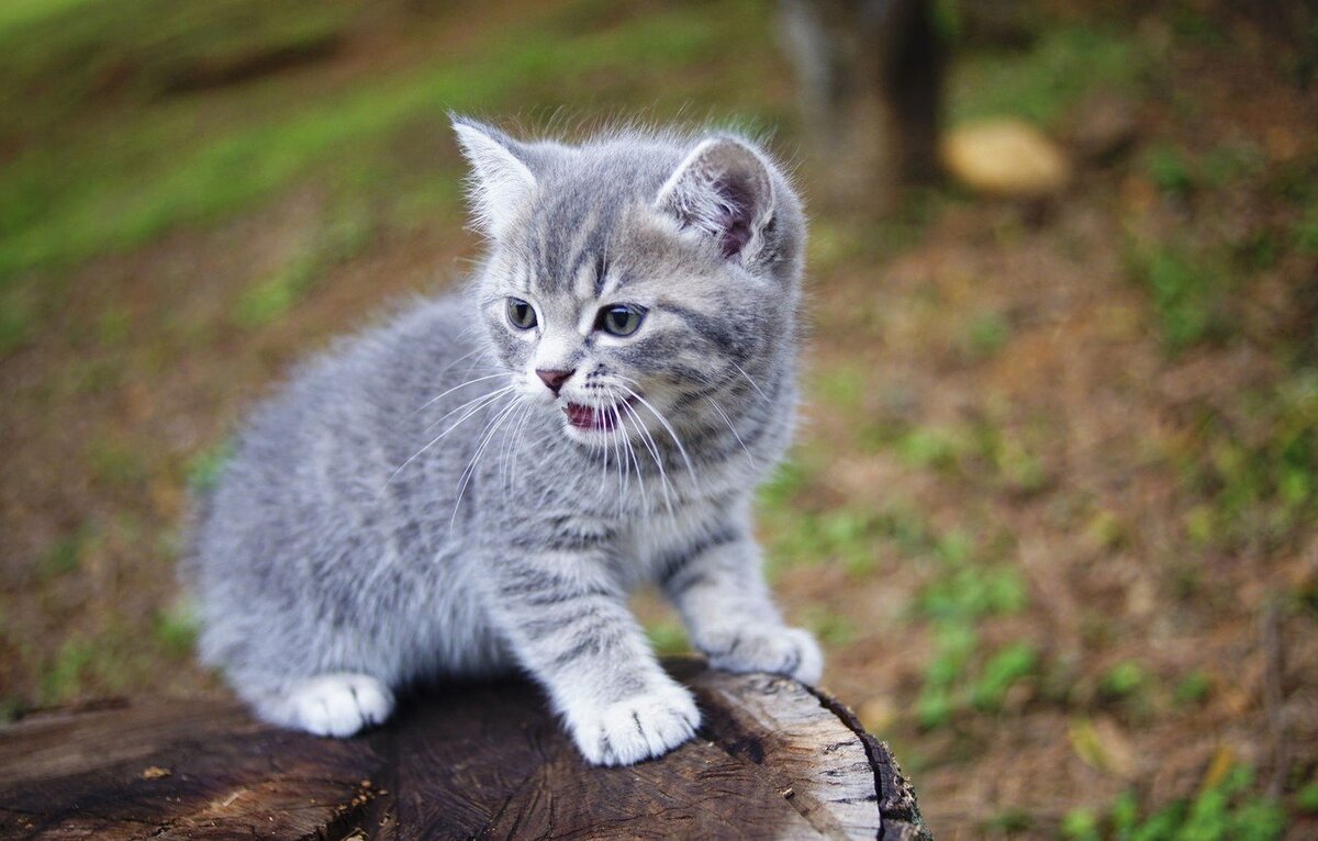 источник: яндекс-картинки