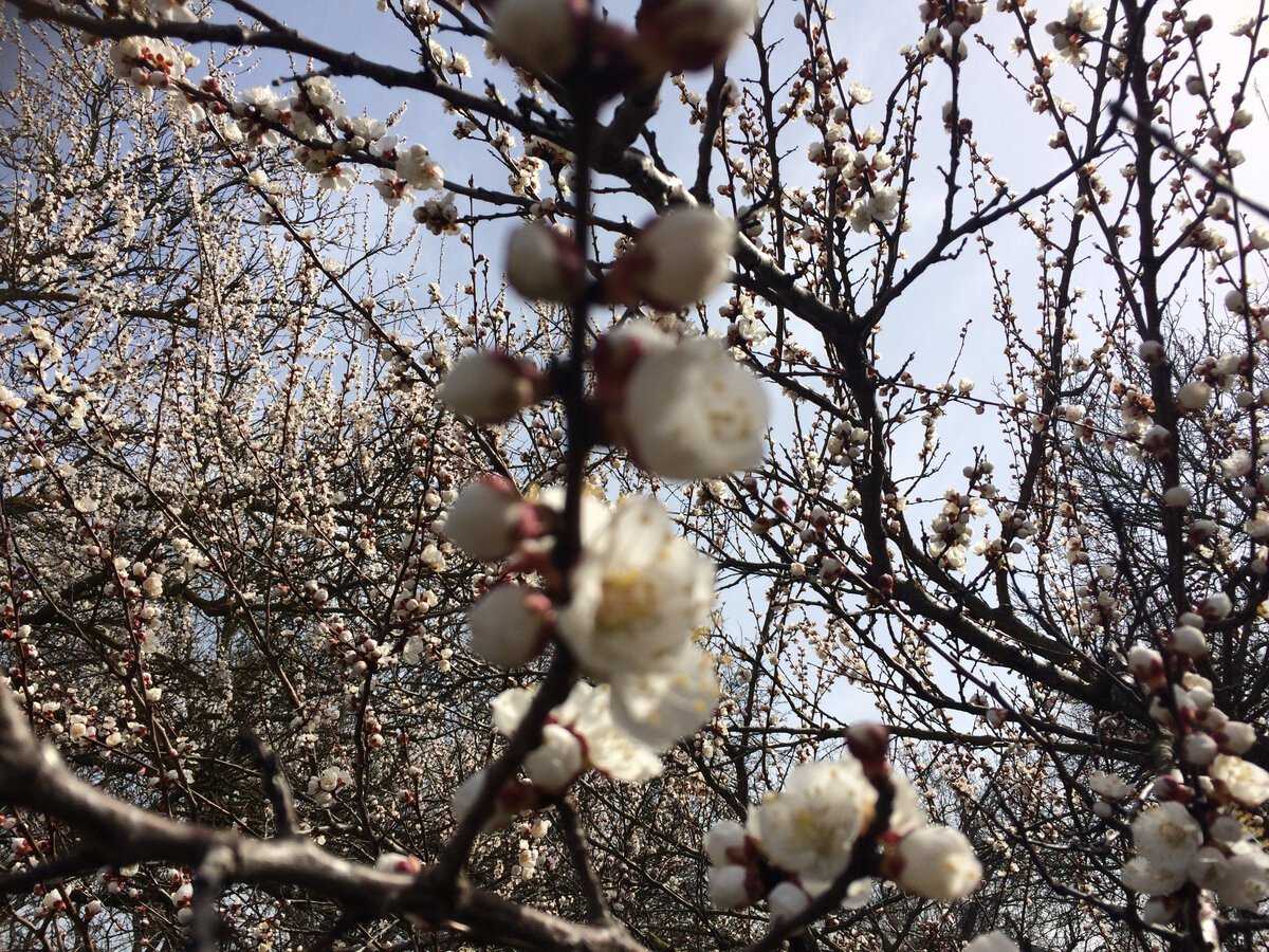 Таким сад будет уже очень скоро, а пока деревья голые, почки не раскрыты.