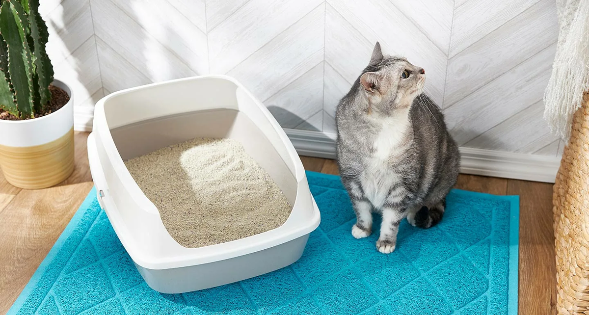 Как приучить взрослого кота к квартире. Кошачий наполнитель Cat Litter. Кэт литтер наполнитель для кошачьего туалета. Наполнитель для кошачьего туалета Cat Litter. Наполнитель для лотка Cat Litter.