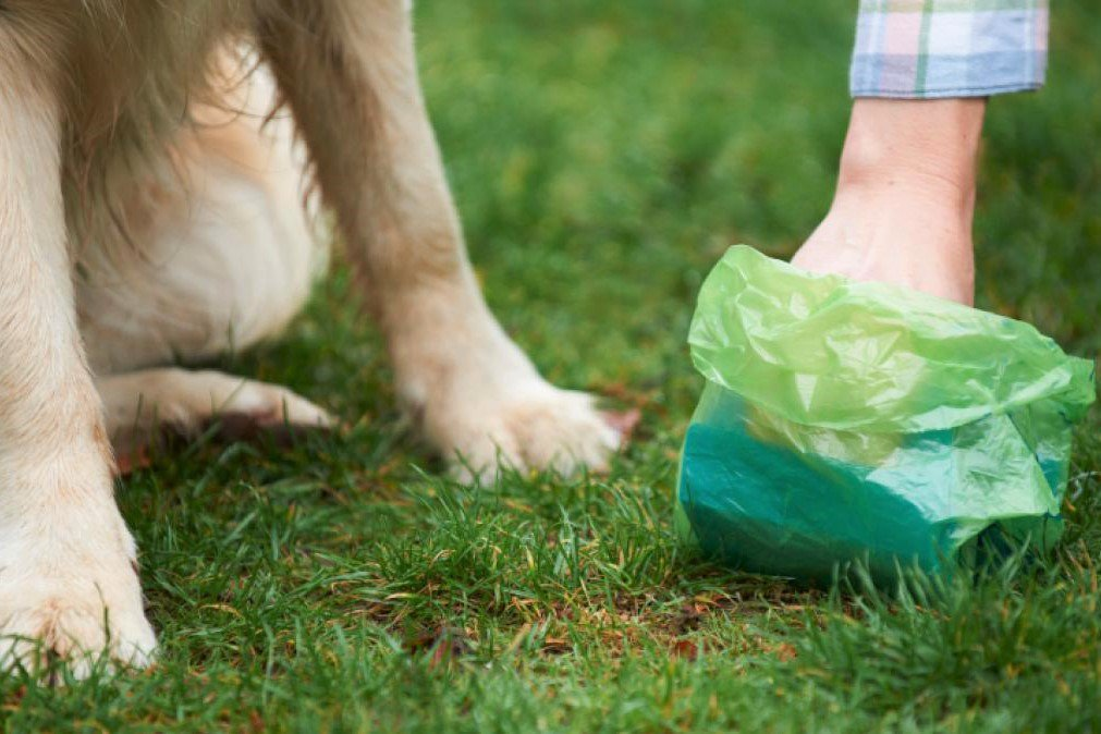 Всего-то нужно иметь при себе пакетик (фото взято с открытых источников Яндекс https://выкса.рф/uploads/posts/2018-03/1522149630_3.jpg)