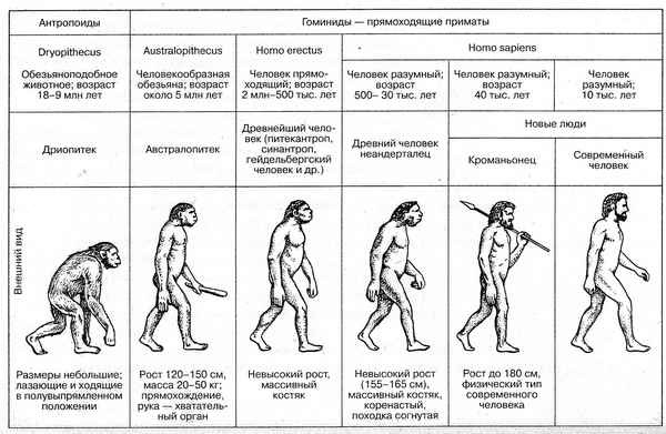 Наглядное пособие по мышцам