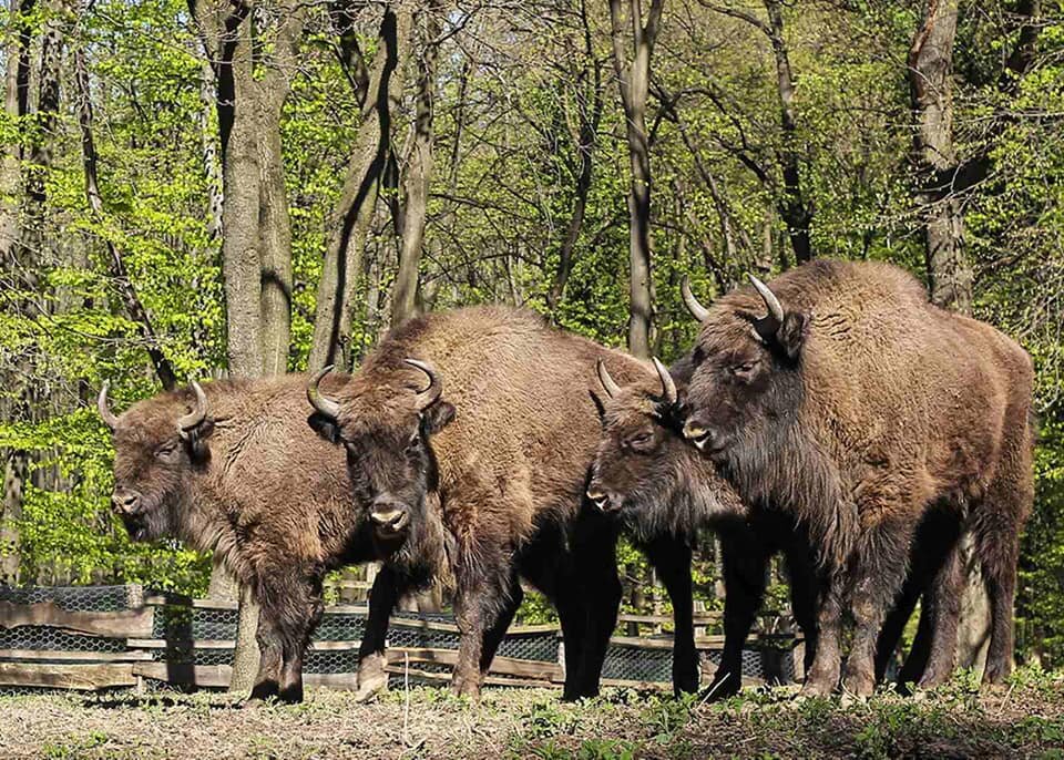 Источник фото: сайт Национального парка "Фрушка-Гора"