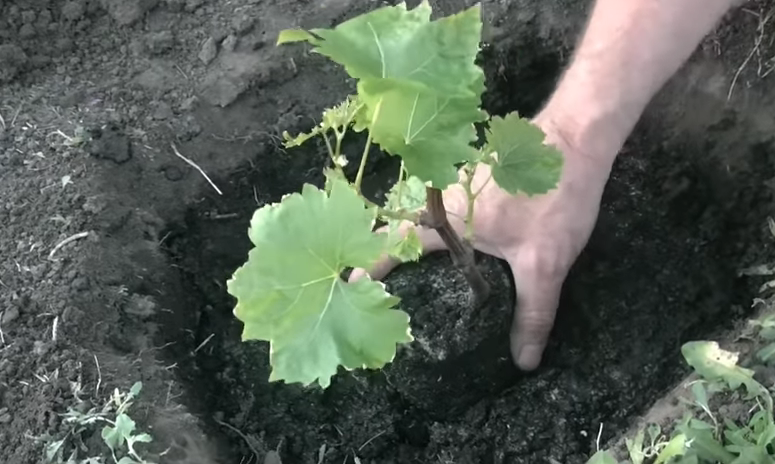 Полив саженца винограда после посадки. Посадка вегетирующего саженца винограда. Посадка вегетирующего саженца винограда весной. Посадка винограда однолетний. Молодые саженцы винограда.