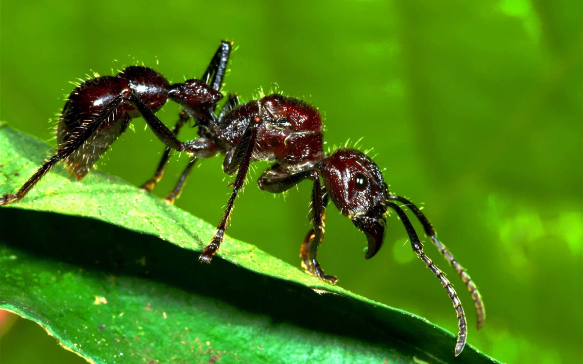 Самый сильный укус в мире животных. Муравей Paraponera clavata. Paraponera clavata укус. Муравей пуля Муравейник.