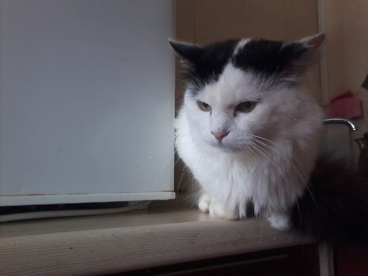 Помните пост про этого котика и ещё нескольких, которых были готовы принять в приюте? Ещё чуть-чуть и двери приюта закроются навсегда.  А суммы нет. 