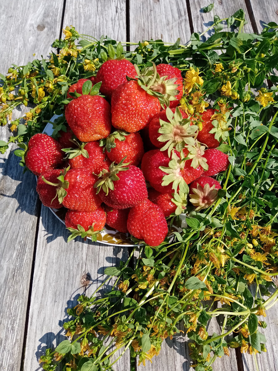 Клубничка и зверобой