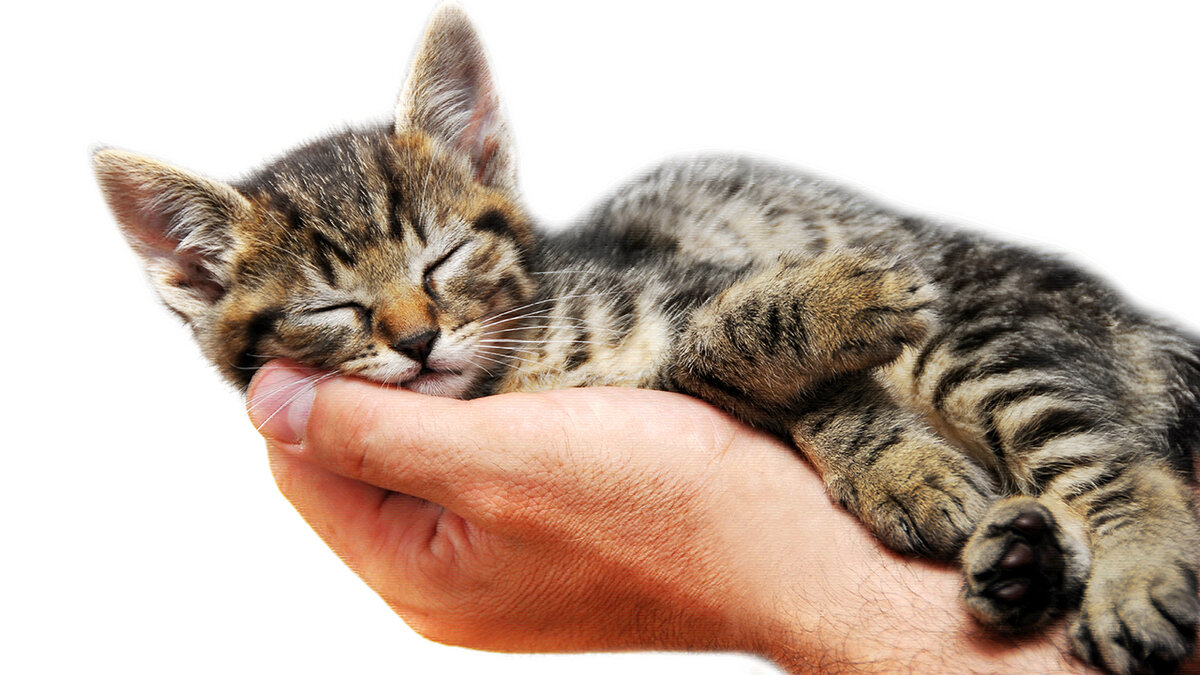 источник фото: oalifeline.org