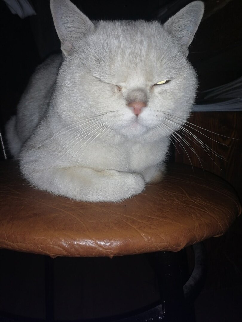 Вот примерно такой был белый кот-узурпатор. Все фото любезно предоставлены автором канала "Записки репетитора"