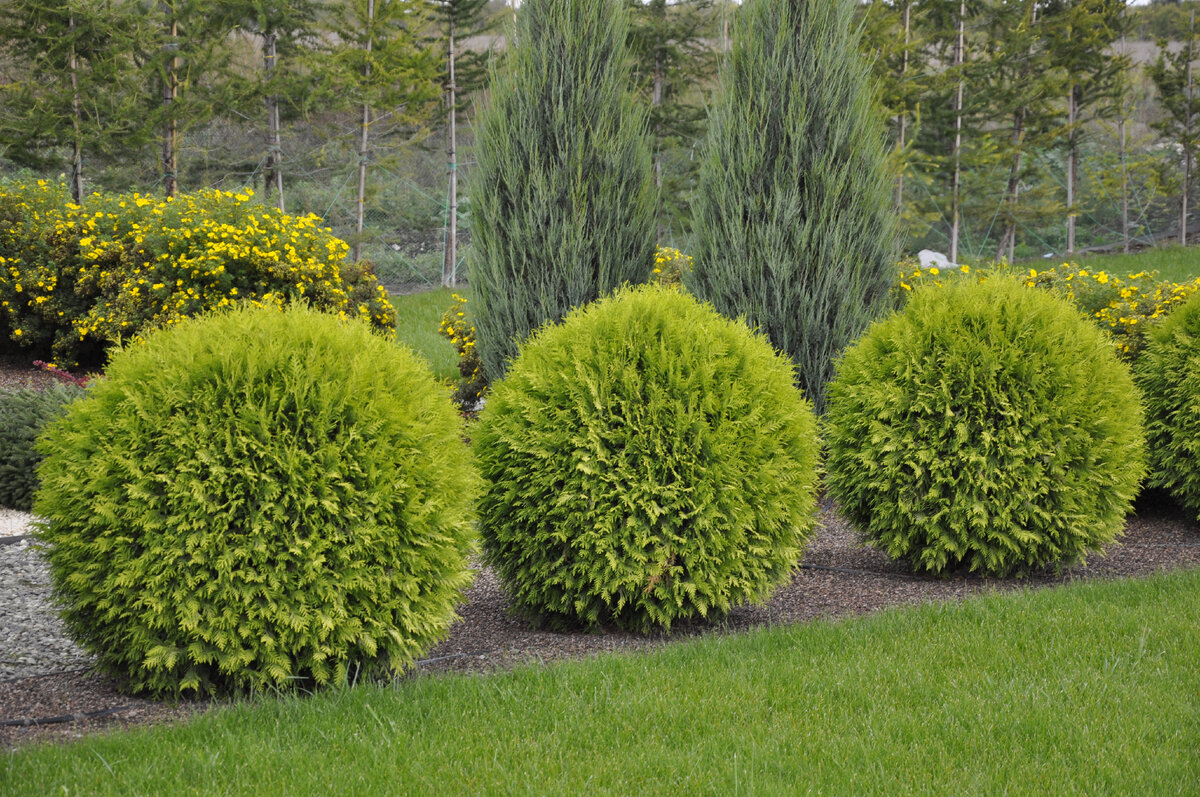 Хвойные в саду