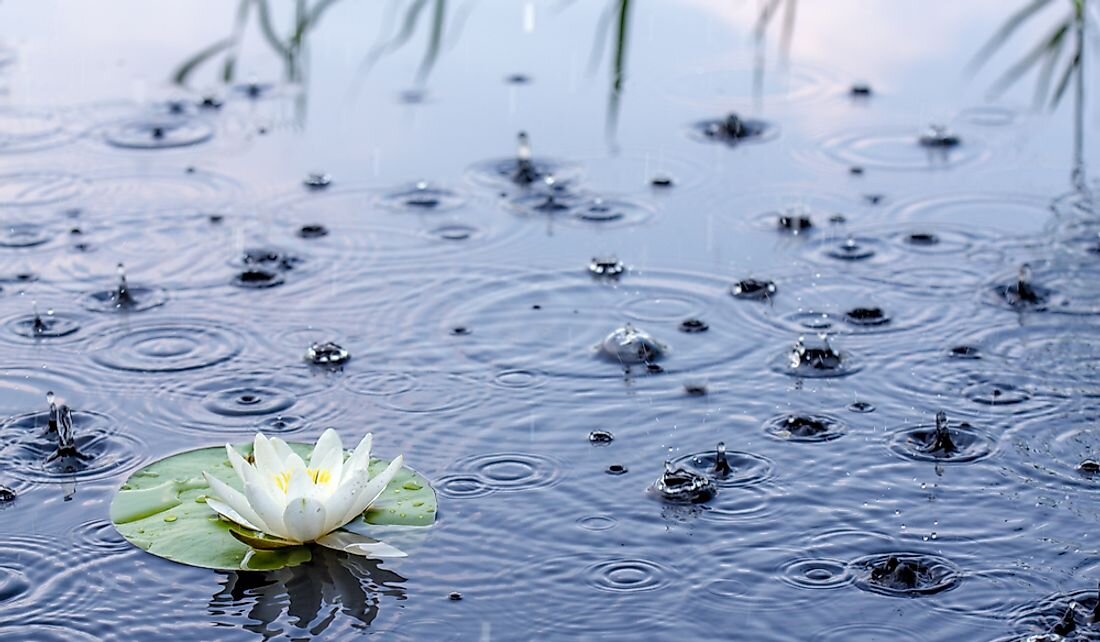 кувшинка, интернет