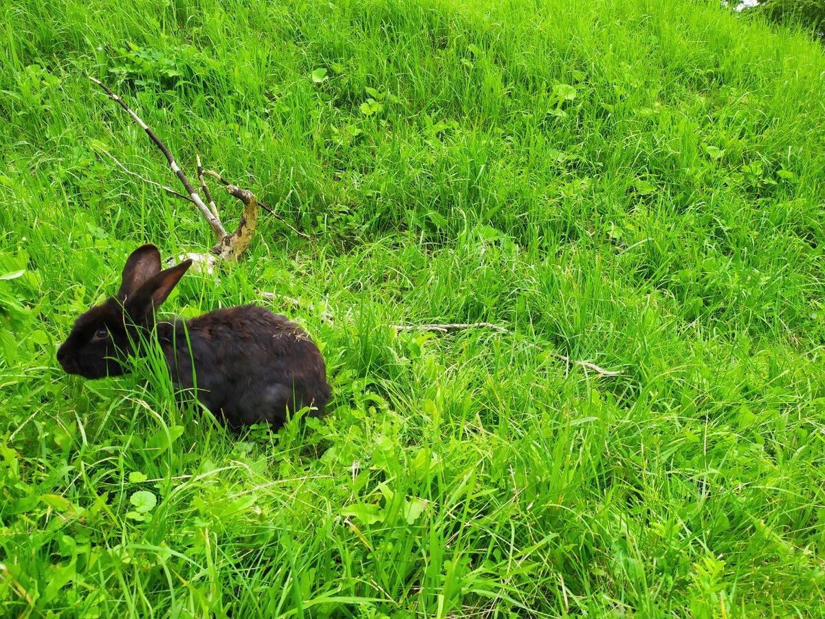 Кролик - доказательство