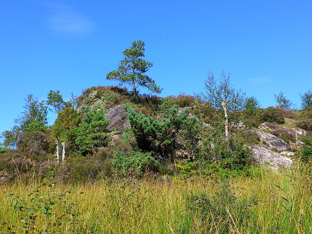 Здесь на холме собираю бруснику.