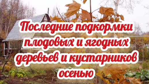 Чем подкормить деревья осенью плодовые на зиму