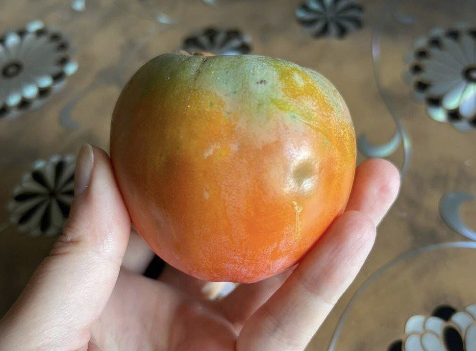 Хурма подписчицы Дачного агронома. Хурма не вызрела на дереве, лежит дома дозаривается, как зелёные томаты