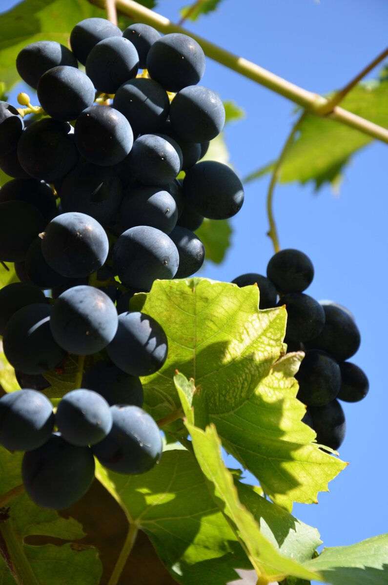 Глотание виноградных косточек: советы экспертов
