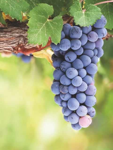 Гроздь пино нуара. Фото из https://www.thedrinksbusiness.com/2020/09/how-one-winery-has-achieved-the-impossible-with-pinot-noir/