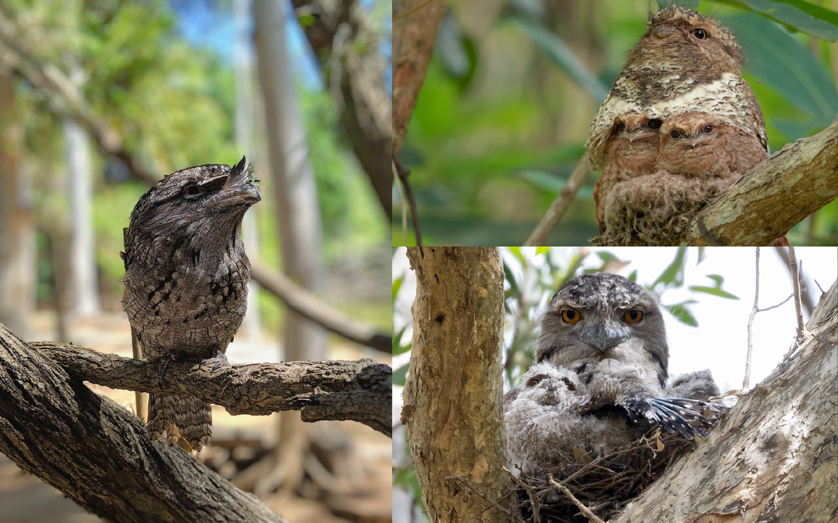 Рацион и пищевые привычки горо