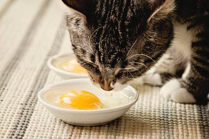 😼Яйца в рационе кошки: можно или нельзя, сырое или вареное, желток или ...