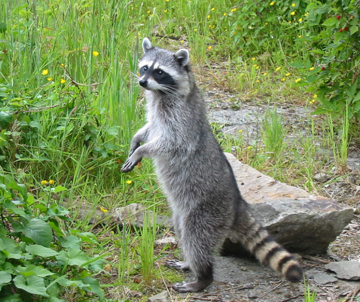 Полоскун-енот. Фото https://www.zoopicture.ru/enot/ (flickr/ratexla)