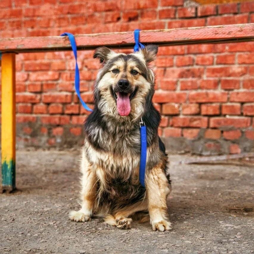 Джозефина через 8 месяцев прибывания в нашем приюте