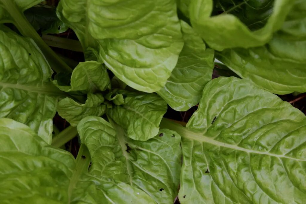 Зеленый мангольд является мощным производителем в саду с листьями высотой до 2 футов!