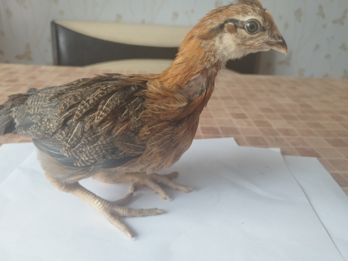 Пород не знаю, помесь 