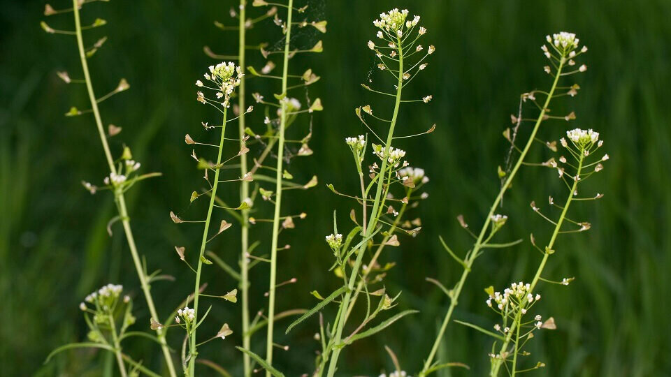 Пастушья сумка (Capsella bursa-pastoris). Это очень короткоживущее растение. За лето пастушья сумка не менее двух раз успевает дать семена. Правда летнее поколение почти не образует розеток - для цветения ей нужен длинный день.
Пастушья сумка названа так еще в древнем Риме - ее плоды похожи на стянутый вверху веревочкой мешочек
Латинское capsella буквально переводится как сумочка сумка пастуха. А семена в этой сумочке плоские и круглые как монетки.
У нас пастушья сумка известна главным образом как лекарственное растение. Применяется она и не только у нас а входит также в фармакопеи Нидерландов, Германии Югославии. ( Фармакопея - это как бы основной закон для аптекарей и врачей, в который вносят только самые проверенные и часто применяемые лекарства)
Экстракт из надземной части пастушьей сумки понижает артериальное давление, усиливает деятельность кишечника повышает свертываемость крови, применяется в гинекологии Отвар и настой рекомендуют в народной медицине как кровоостанавливающее, при нервных заболеваниях, дизентерии, гастрите. Как видите, растение отнюдь не бесполезное Однако вернемся к его использованию в пищу. Листья пастушьей сумки едят сырыми в салатах, вареными в супах и борщах, даже солеными. Интересно, что как овощ пас-тушья сумка широко используется в китайской кухне, более того, она завезена китайцами на Тайвань, где и выращивается в качестве шпинатного растения. А мы ходим спокойно мимо. и даже не думаем, что это растение можно съесть. А между тем запасы пастушьей сумки у нас неограничены, вряд-ли можно прогуляться весной по деревне или даже по городу чтобы ее не встретить.