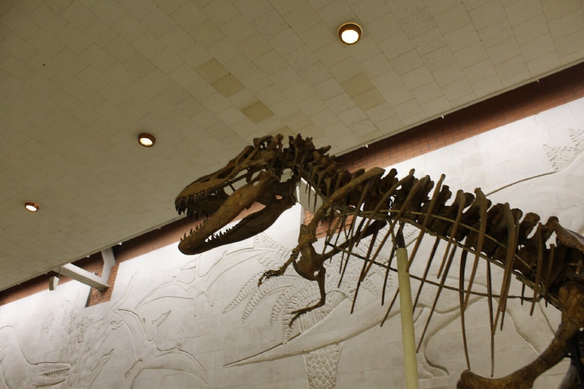Палеонтологический музей в Москве
