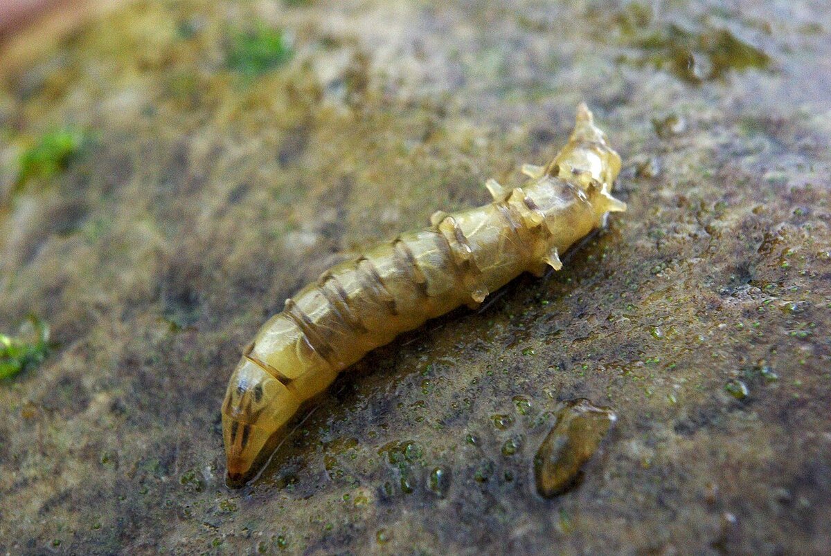 Личинка слепня (использовано фото с ресурса https://ru.wikipedia.org)