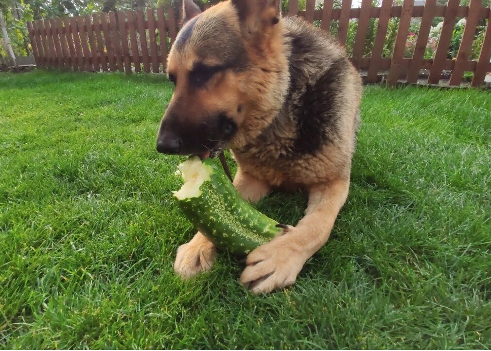 Немецкая овчарка ест огурец. Фото взято с ресурса youtube.com