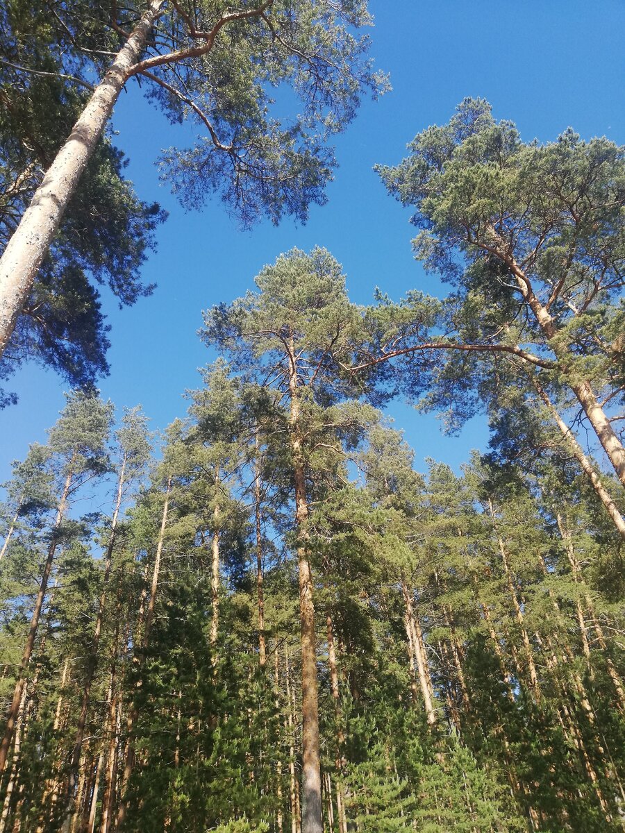 Сосновый бор. Фото автора