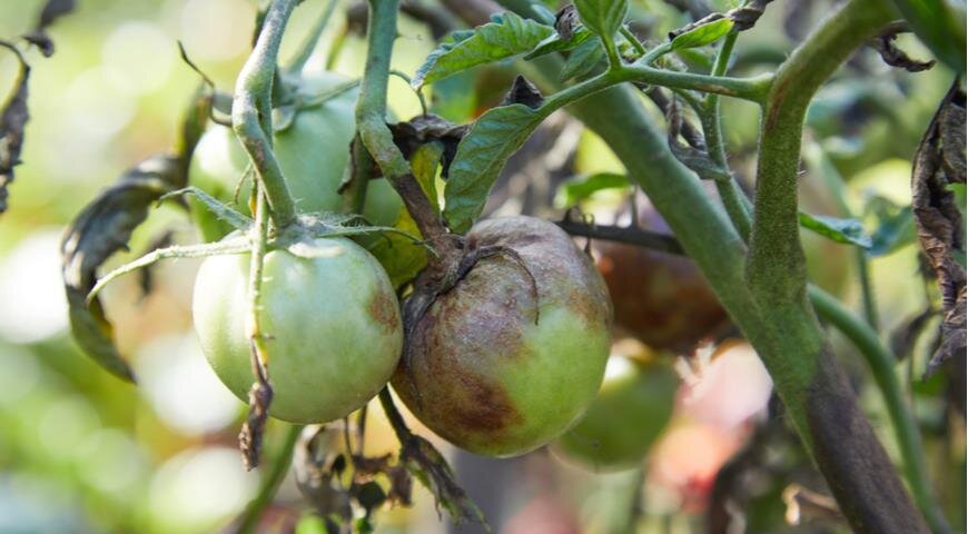 Источник фото: supersadovnik.ru