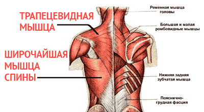 фото взято с http://plavanieinfo.ru/anatomiya/stroenie-myishc-cheloveka.html