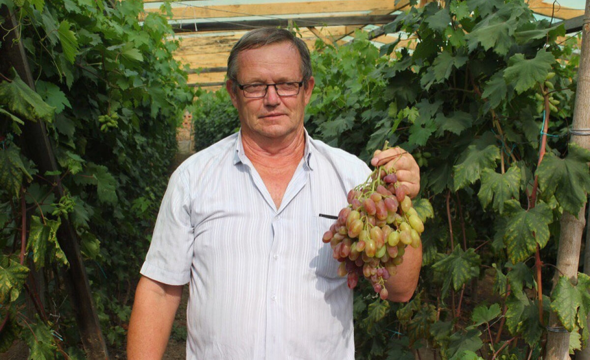 сорта винограда на кубани. виноградный сорт шардоне. виноград краснодар. виноградники виноград кубань. краснодарский виноград.