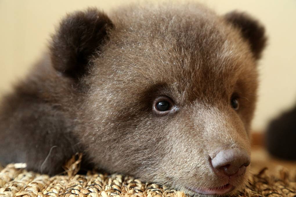 Фото с  сайта https://orphan-bear.org