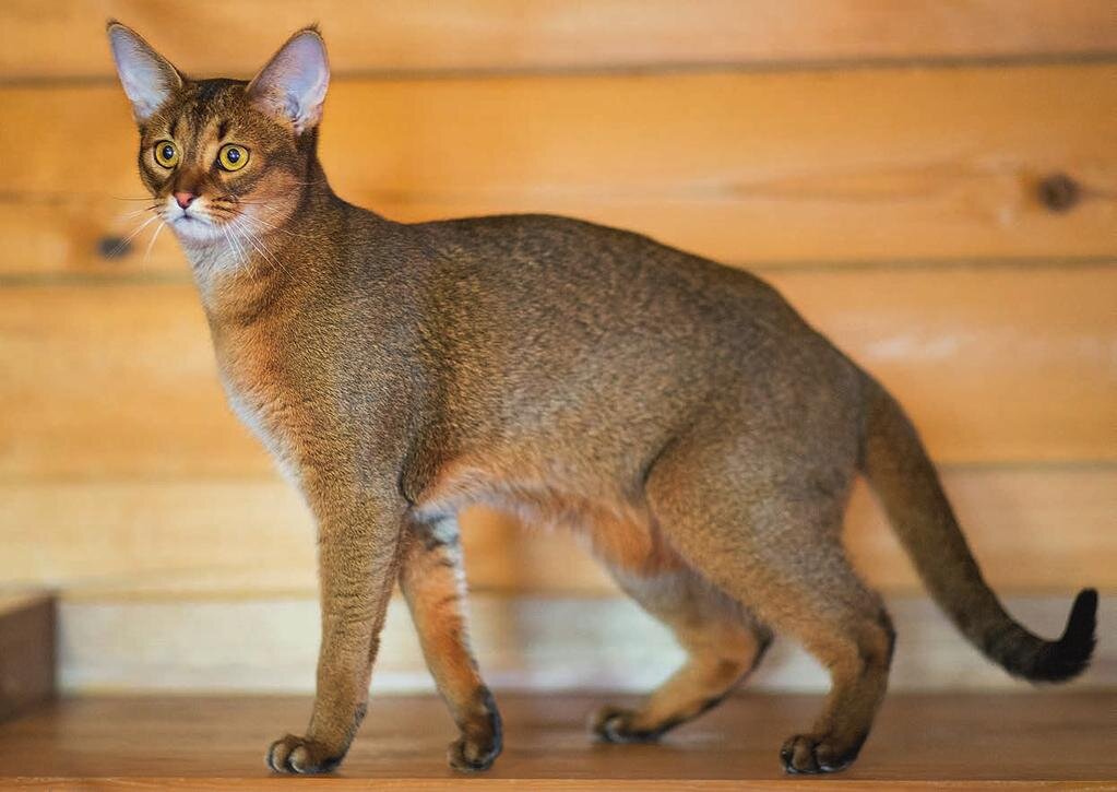 Чауси (Хаузи