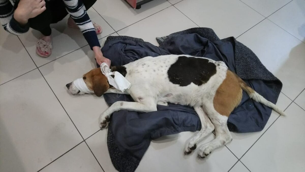 Джек рассел с хозяином. Корсет для неходячих собак. Поиск потерянных собак. Собаки которых нашли хозяева. Бездомные животные до и после.