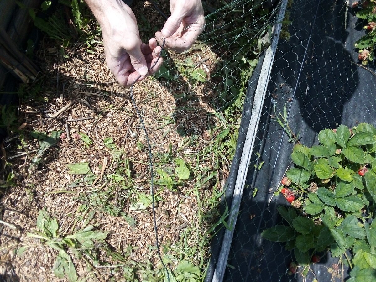 Садовые сетки от птиц: защита ягод и урожая на деревьях и грядках | Как натянуть укрывные сетки?