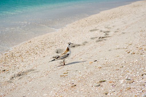фото https://cdn.pixabay.com/photo/2018/02/17/11/52/sand-3159782__340.jpg