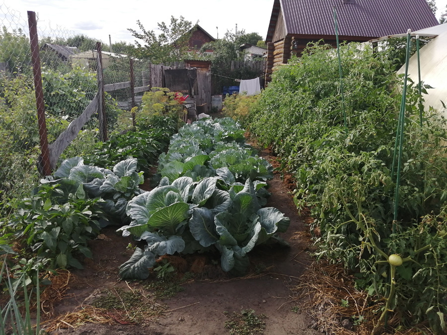 первые пол огорода, это то, что я вижу, когда выхожу из сарая в огород