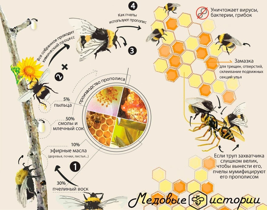 Инфографика: Как пчела создает прополис и зачем он ей нужен?