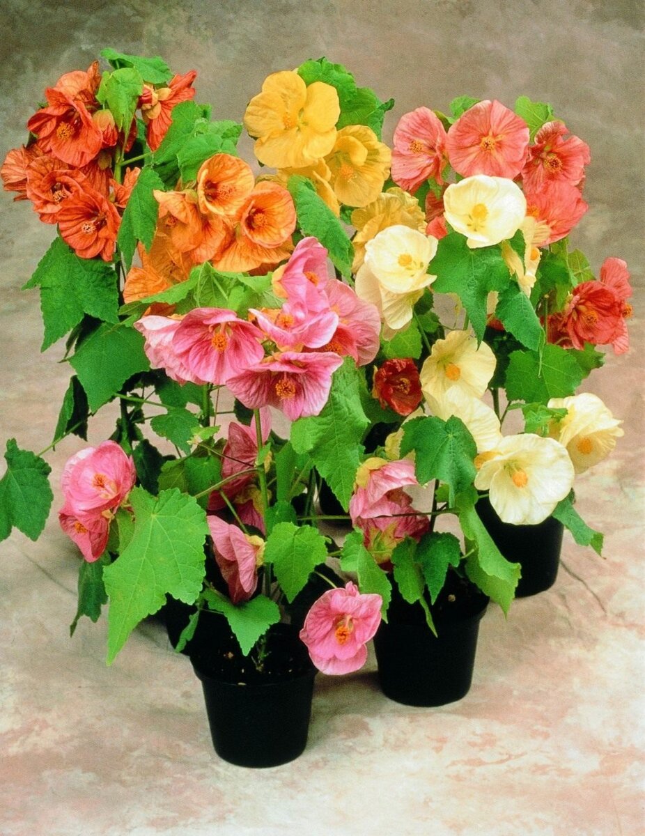 Комнатные растения улучшают атмосферу в доме