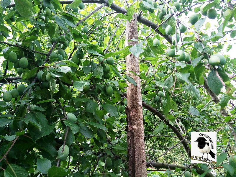 Сливы нынче столько, что ветви под их тяжестью склонились почти до земли