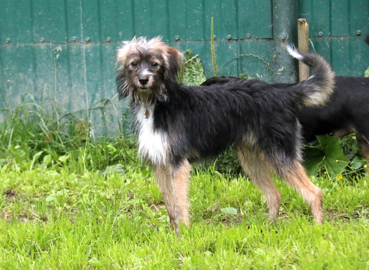 Такой вот оленёнок