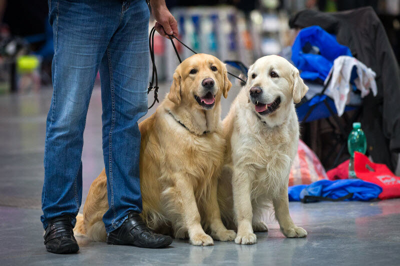 А тут золотистые ретриверы! https://vasi.net/uploads/podbor/v23859/23.jpg