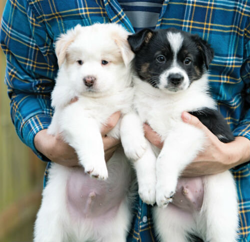 Как определить пол щенка: подробное руководство